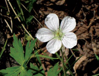flower 2 photo